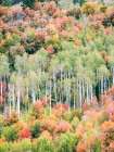 USA-Utah-Logan Canyon Colorful aspens in autumn Art Print